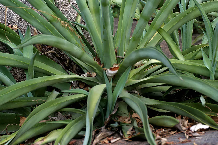 Variegated Century Plant (Agave Americana 'Variegata') — the Variegated Century Plant thrives in full sun and requires well-drained soil to prevent, image 30