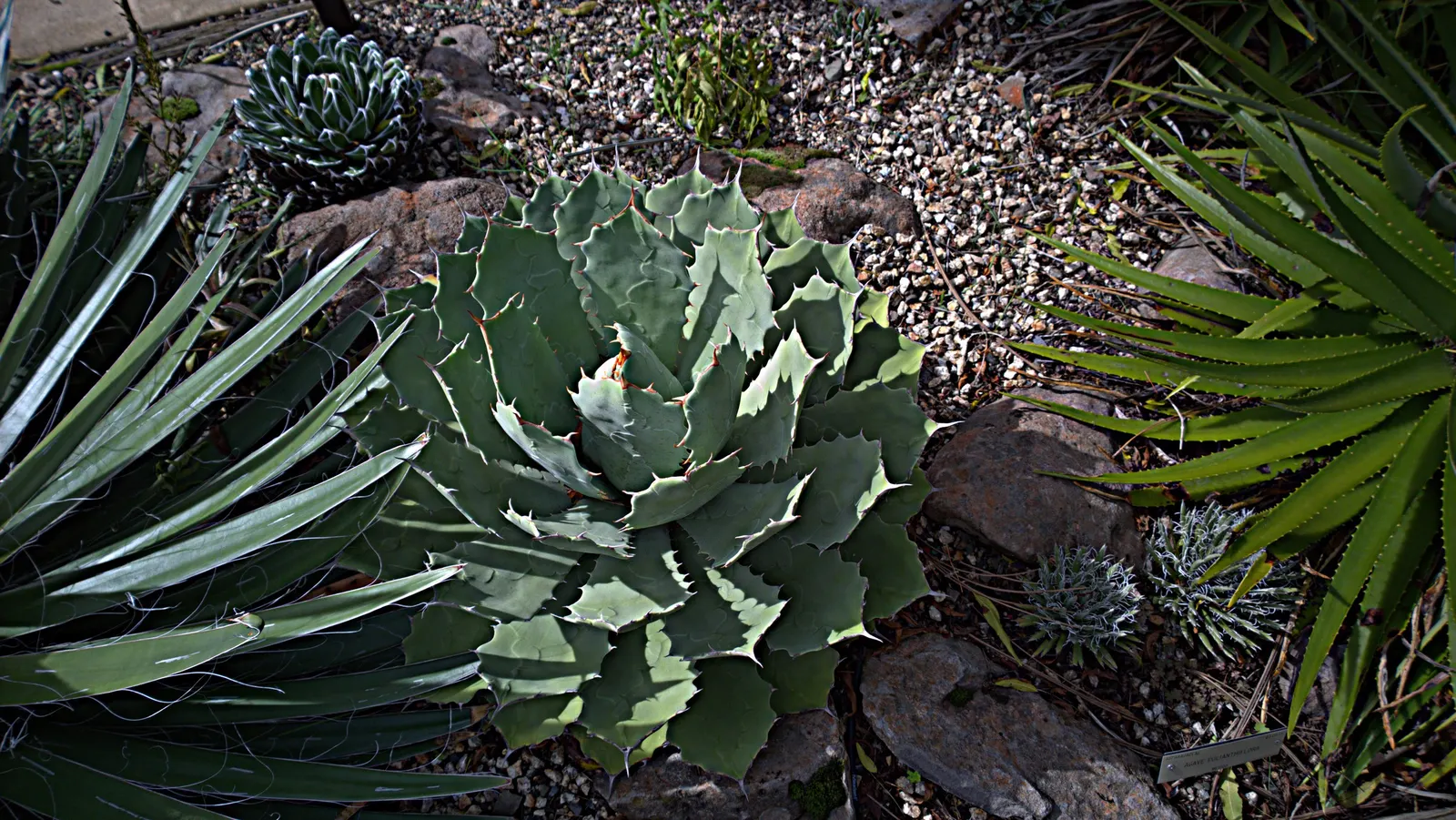 Variegated Century Plant (Agave Americana 'Variegata') — The leaves showcase a unique coloration, image 29