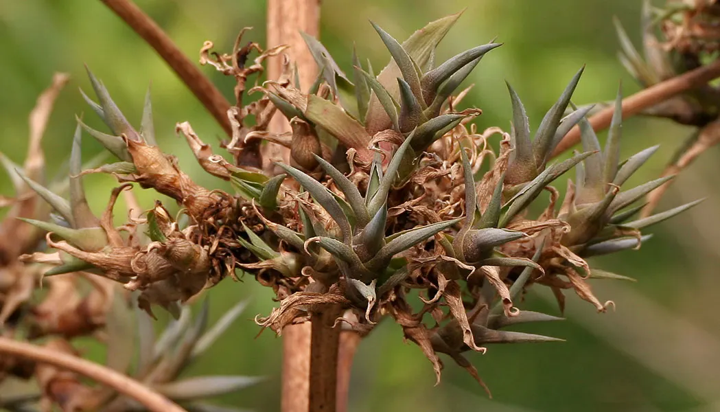Variegated Century Plant (Agave Americana 'Variegata') — The leaves showcase a unique coloration