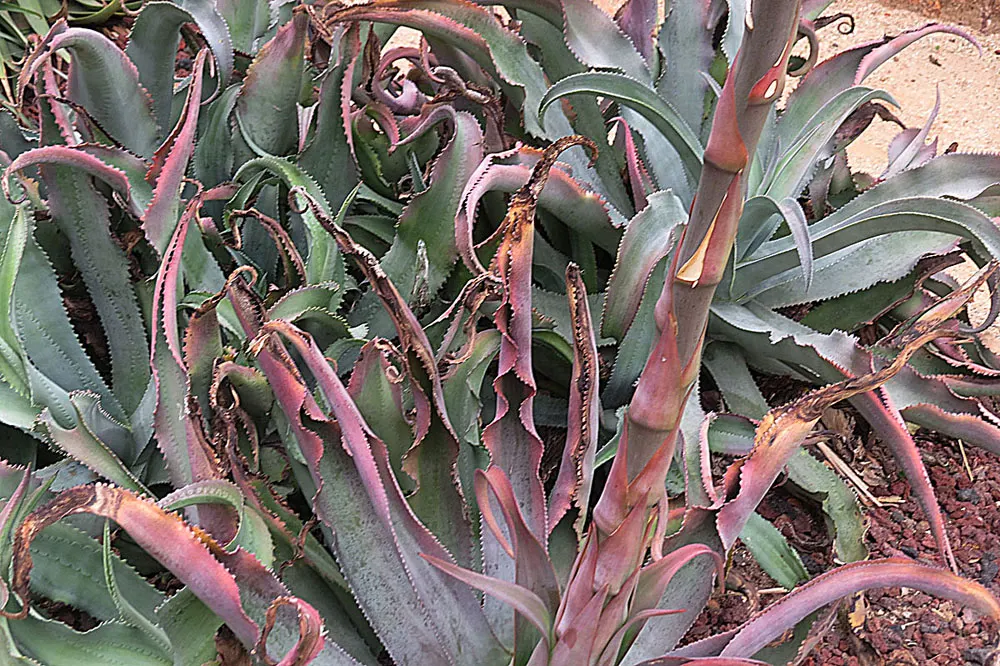 Variegated Century Plant (Agave Americana 'Variegata') — A drought-resistant succulent, it thrives in full sun, requiring minimal upkeep; the Variegated