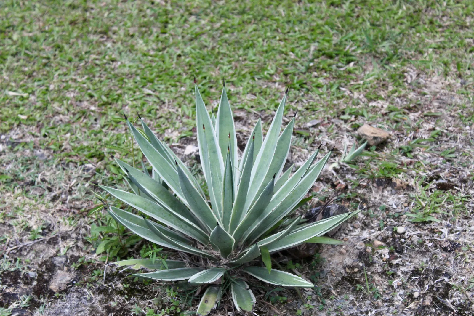 Variegated Century Plant (Agave Americana 'Variegata') — fleshy leaves that can grow to impressive dimensions - reaching up to 6 feet in length and 10 inches
