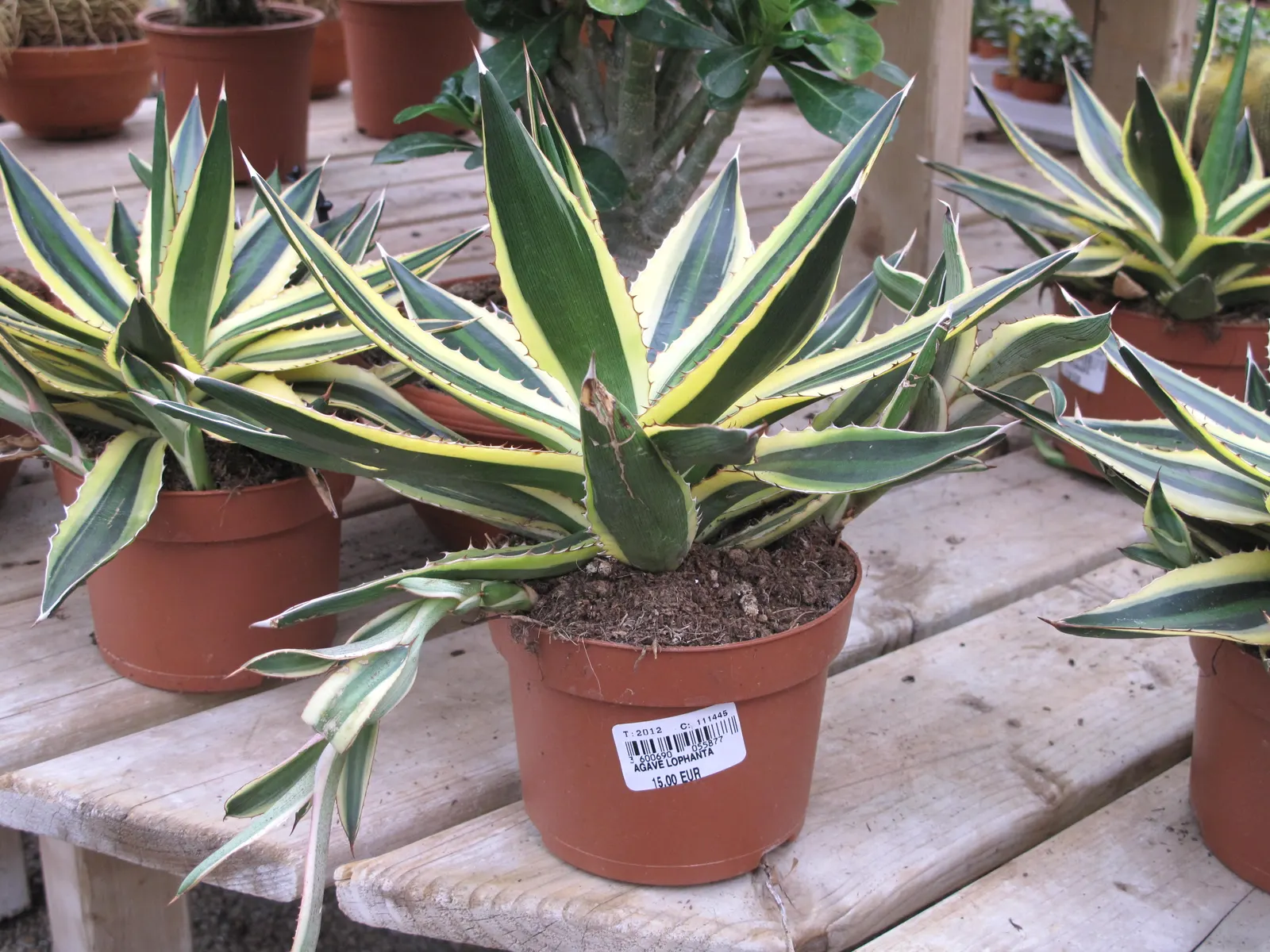 Variegated Century Plant (Agave Americana 'Variegata') — commonly known as the Variegated Century Plant
