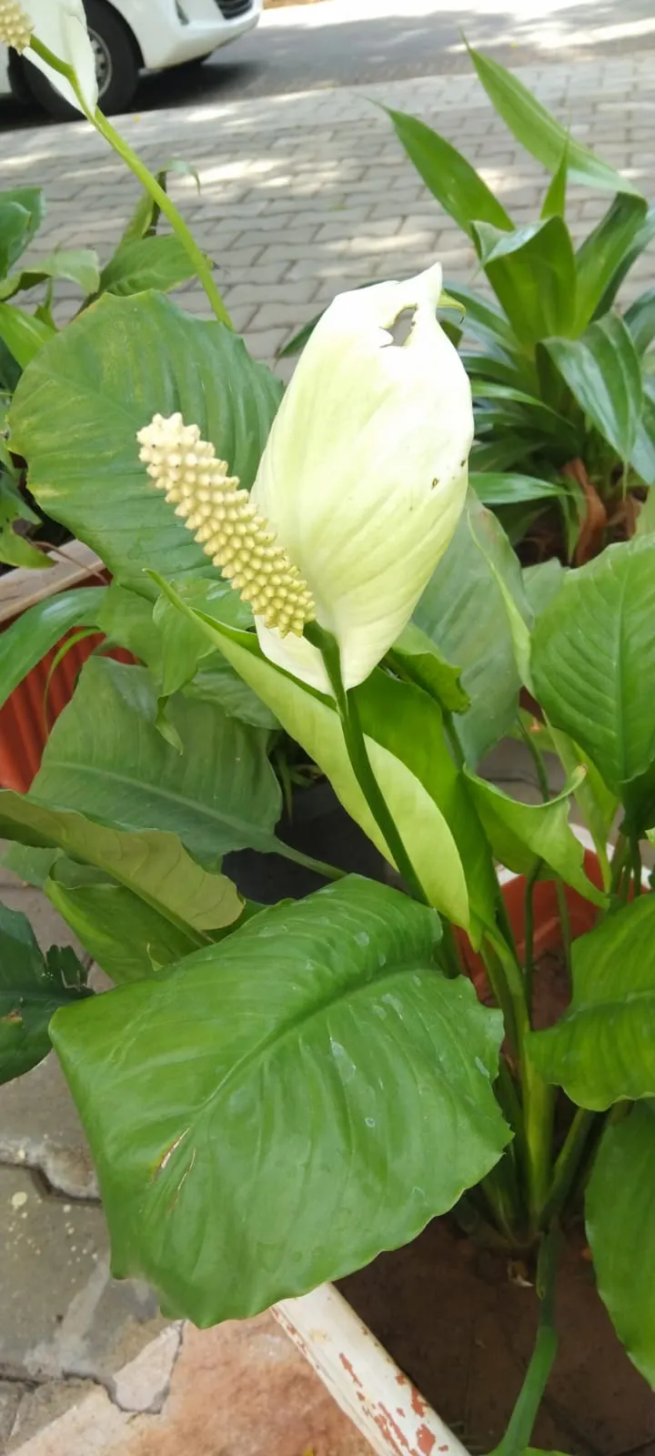 Peace Lily (Spathiphyllum wallisii) — as overwatering can lead to root rot.<br><br>Aside from aesthetic value