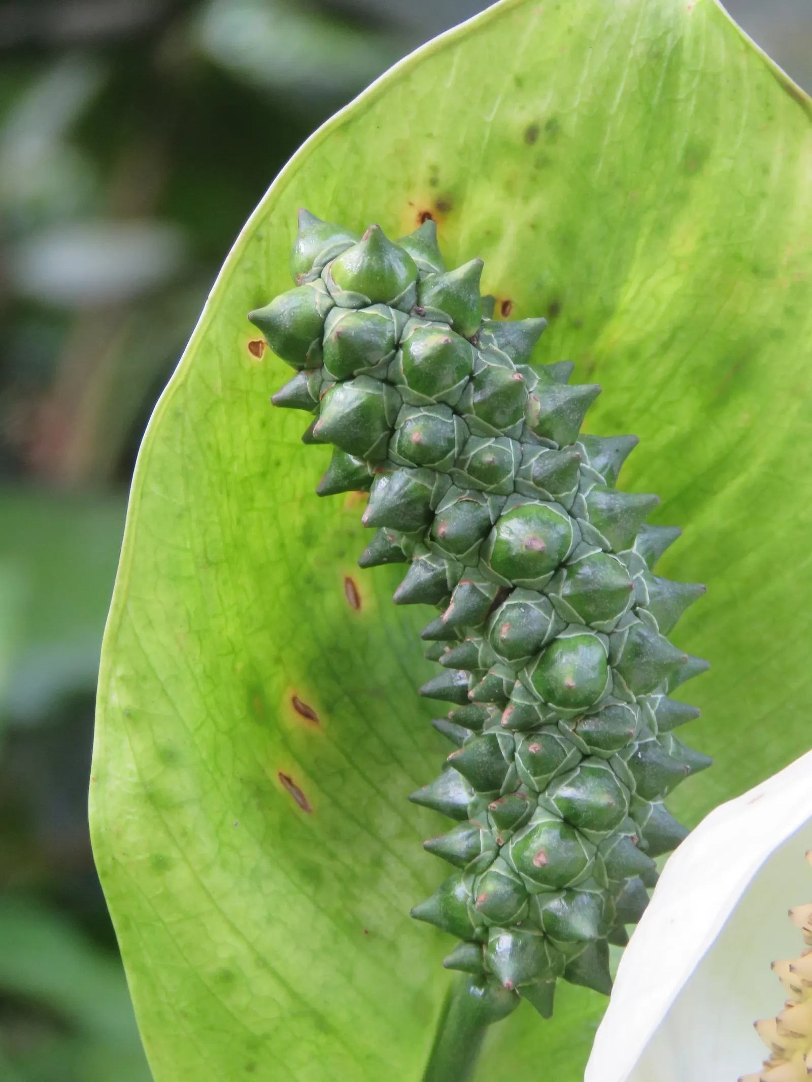 Peace Lily (Spathiphyllum wallisii) — perennial with white blooms; mirroring their native habitat, image 80