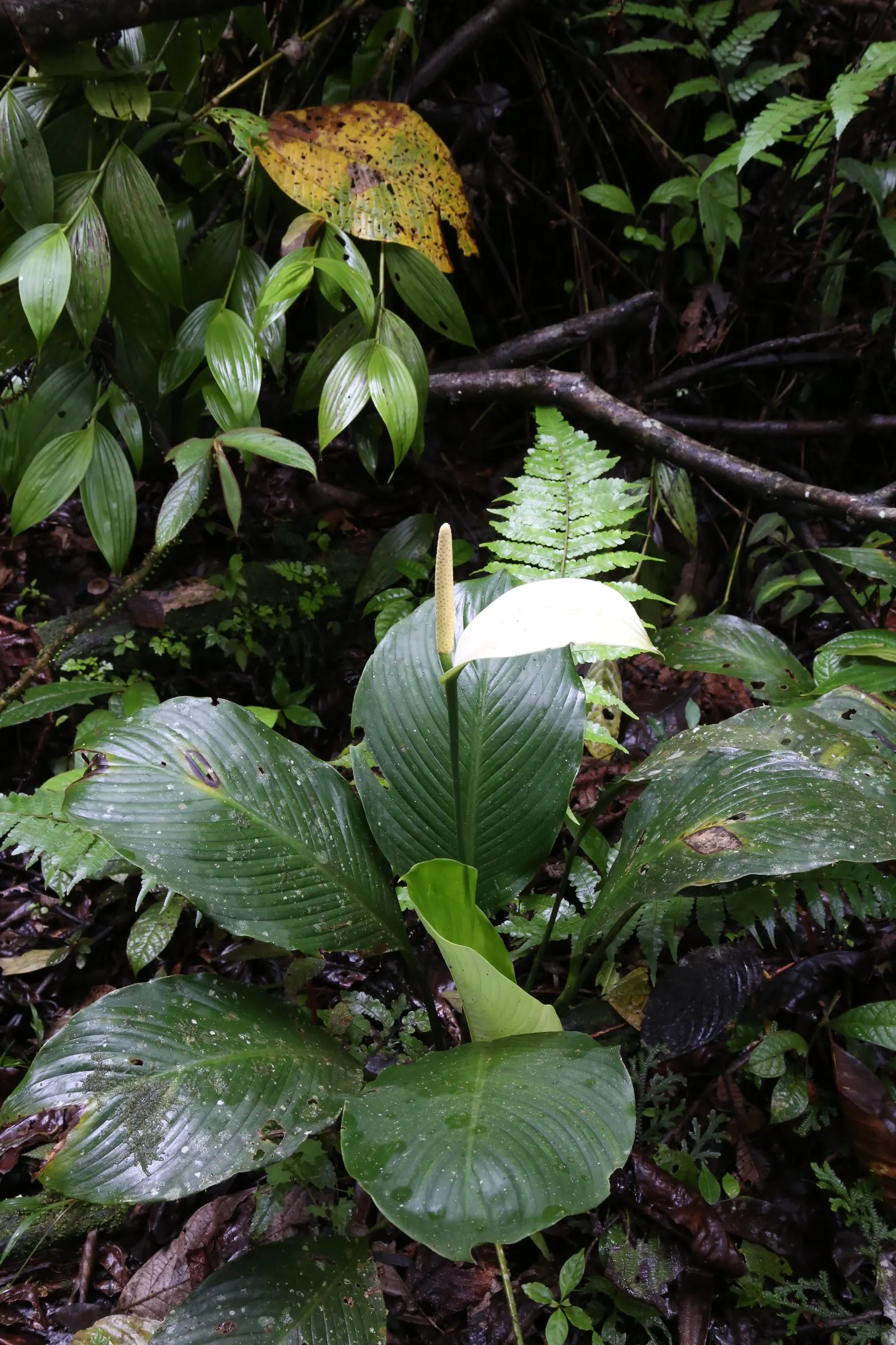 Peace Lily (Spathiphyllum wallisii) — capable of filtering out harmful toxins and improving indoor air quality; peace Lilies require a humid, image 76