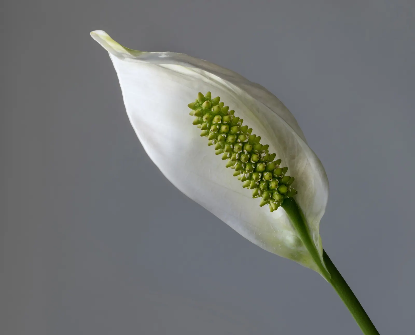Peace Lily (Spathiphyllum wallisii) — is a timeless and elegant choice that adds a touch of tranquility to any garden or indoor space