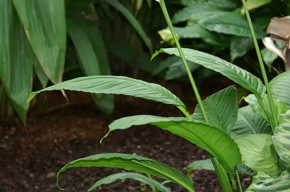 Peace Lily (Spathiphyllum wallisii) — Peace Lilies have been recognized by NASA for their air-purifying qualities