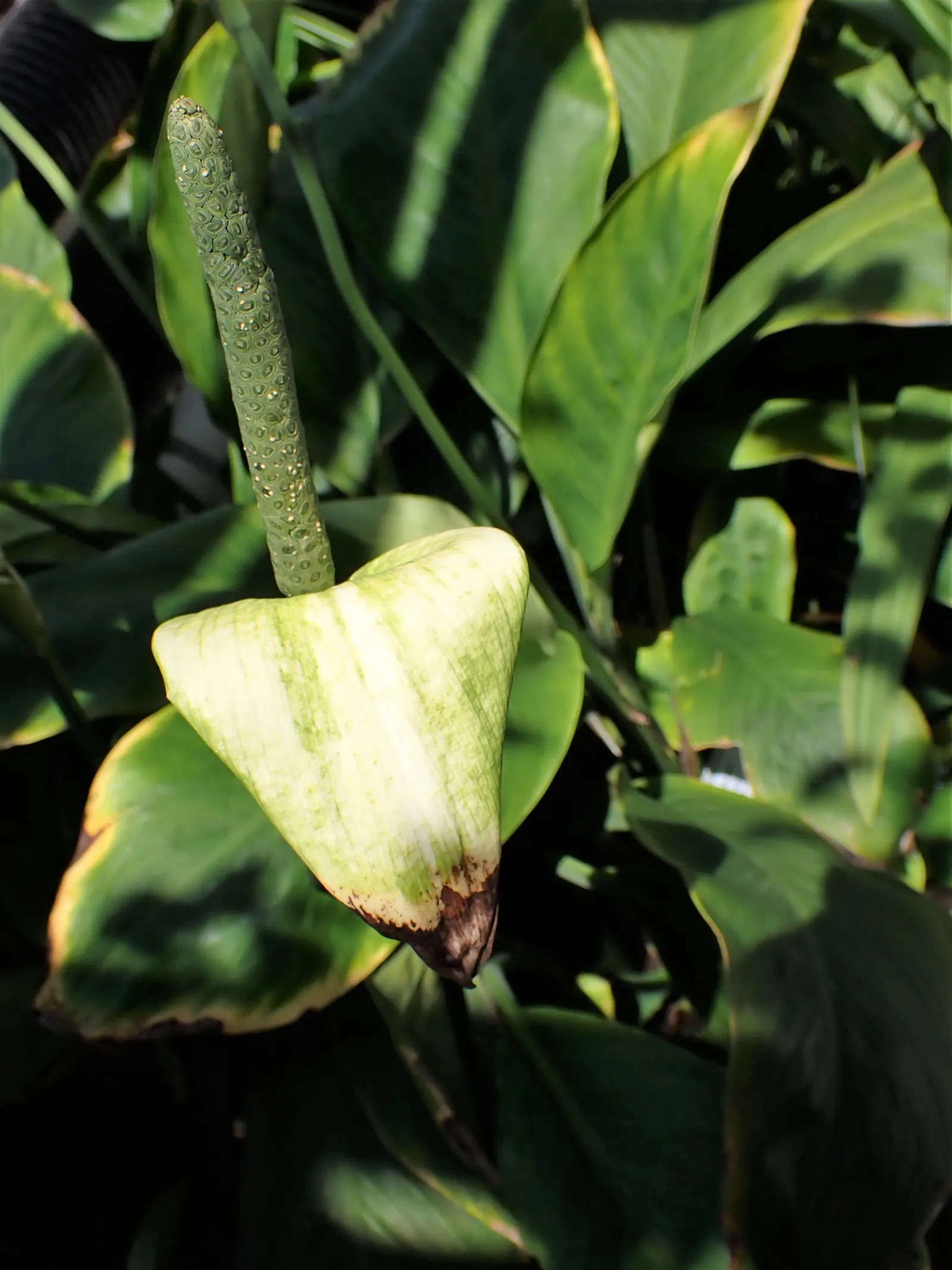 Peace Lily (Spathiphyllum wallisii) — use lukewarm water and maintain a schedule that keeps the soil moist but not soggy; capable of filtering out, image 73