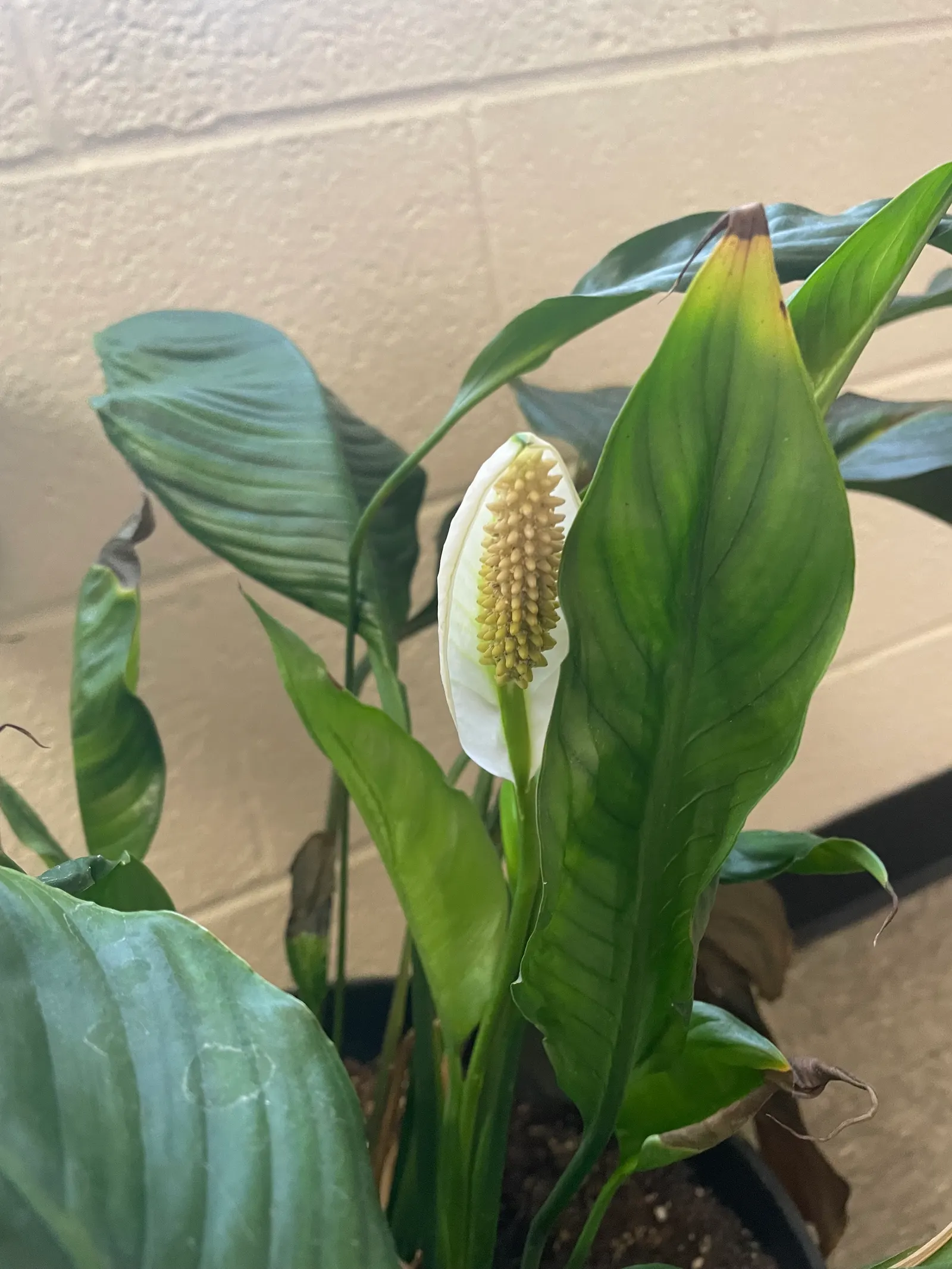 Peace Lily (Spathiphyllum wallisii) — and its striking white spathes that envelop subtle spadix flowers; white flowers in the garden, image 58