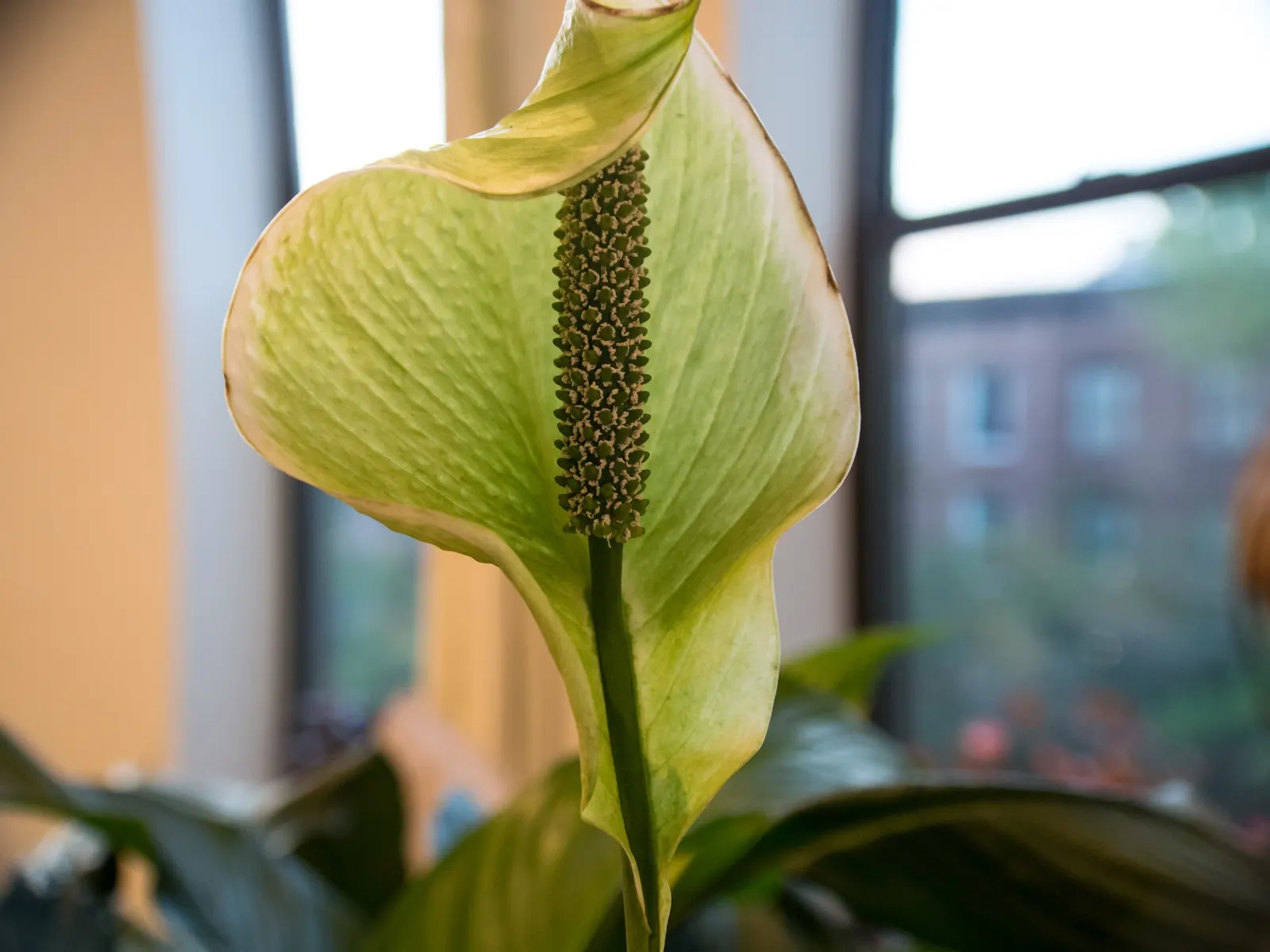 Peace Lily (Spathiphyllum wallisii) — the Peace Lily remains vibrant throughout the year; perennial for deep shade or shade, image 93