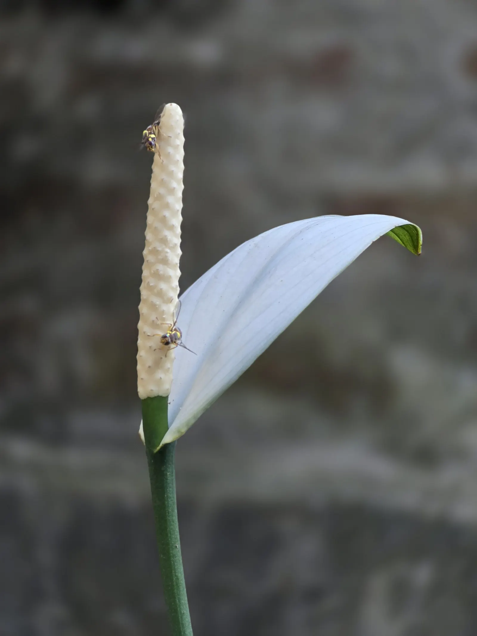 Peace Lily (Spathiphyllum wallisii) — the Peace Lily is a low-maintenance yet sophisticated addition to any landscape or indoor setting, image 50