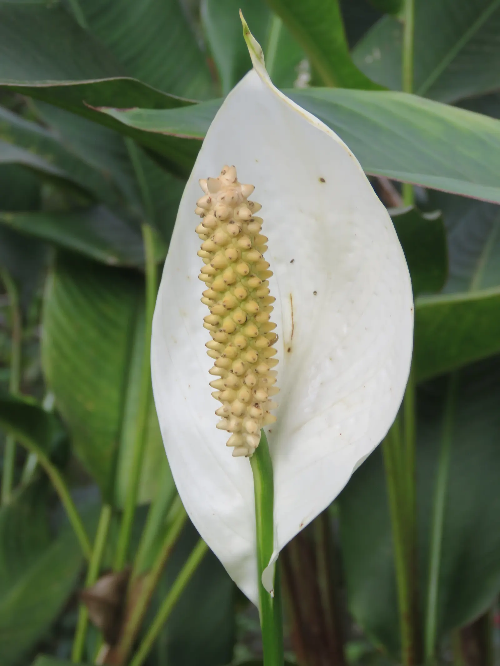 Peace Lily (Spathiphyllum wallisii) — The captivating white blooms can last for weeks, image 41