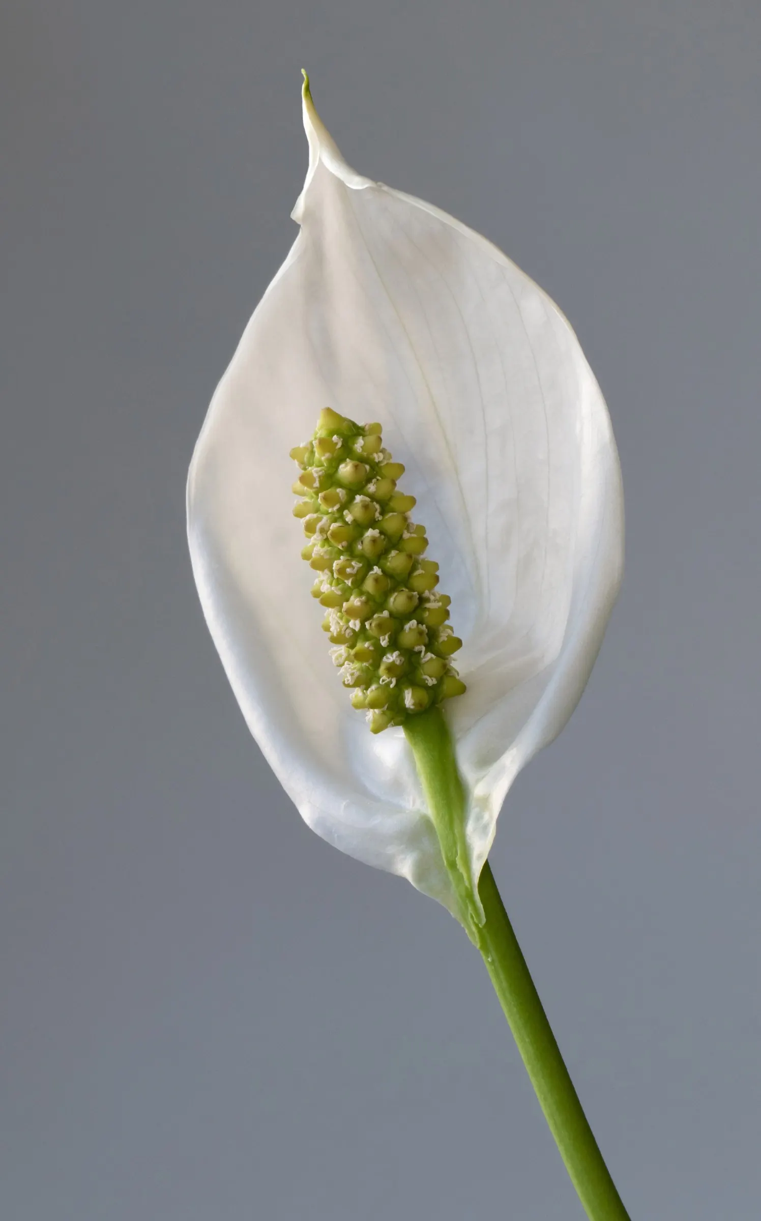 Peace Lily (Spathiphyllum wallisii) — Typically reaching 1-4 feet in height, this plant purifies indoor air and requires minimal maintenance, image 59