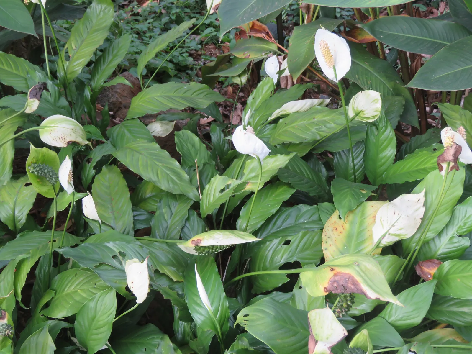 Peace Lily (Spathiphyllum wallisii) — Ideal for understory planting and indoor settings, it adds a tranquil aesthetic to any landscape or interior; the Peace
