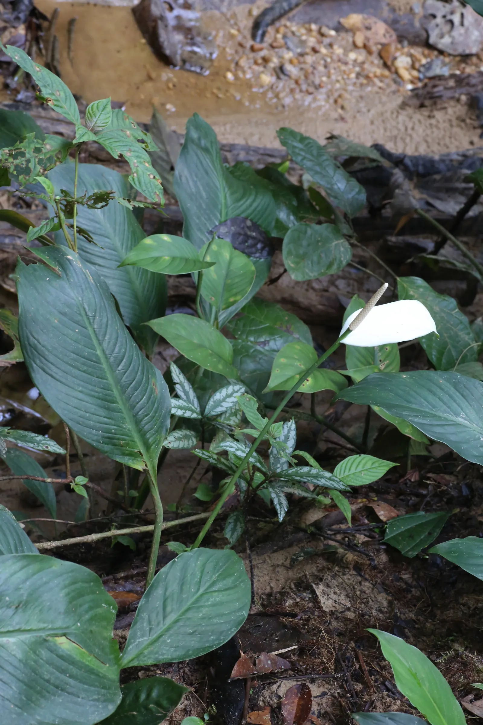 Peace Lily (Spathiphyllum wallisii) — perennial for deep shade or shade; offering both beauty and practical benefits, image 108