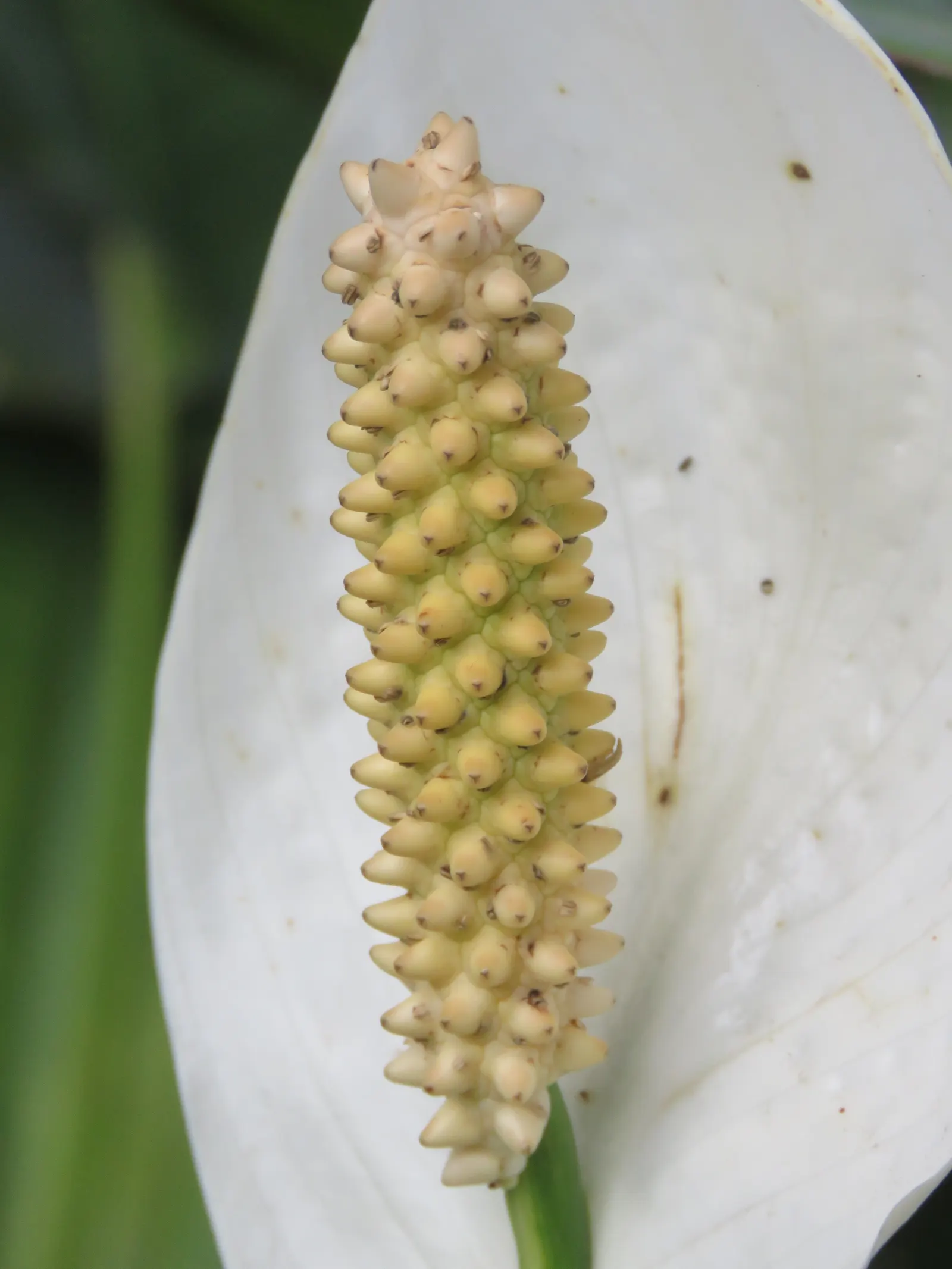 Peace Lily (Spathiphyllum wallisii) — Peace Lilies favor partial to full shade conditions, as excessive sunlight can scorch their leaves; with, image 91