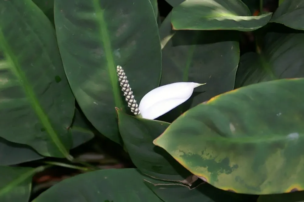 Peace Lily (Spathiphyllum wallisii) — making it a versatile option for landscape design; ideal for understory planting and indoor settings, it adds, image 63