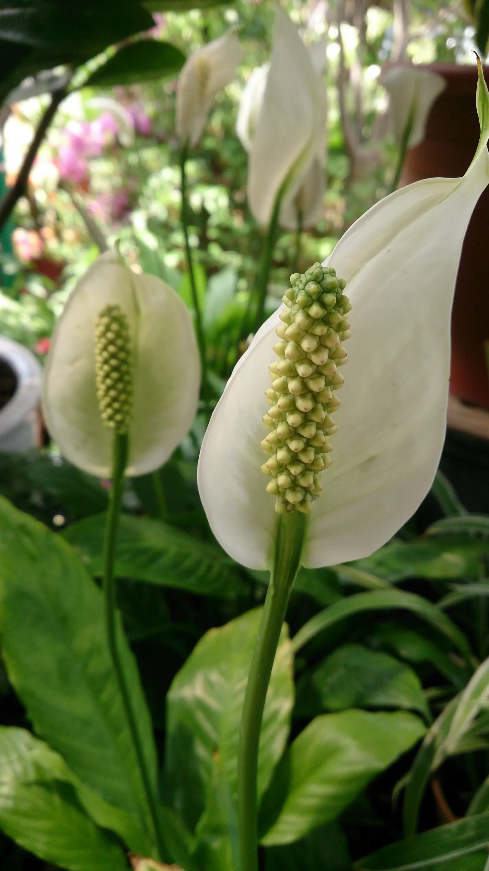 Peace Lily (Spathiphyllum wallisii) — white flowers in the garden
