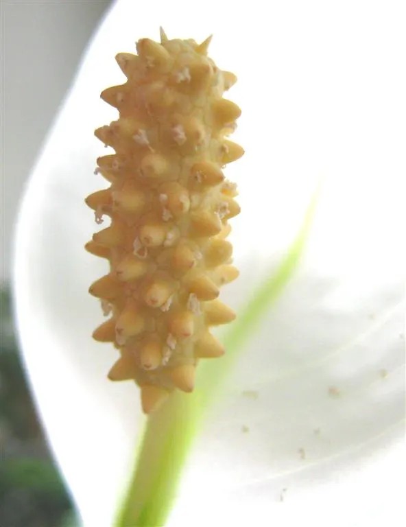 Peace Lily (Spathiphyllum wallisii) — offering both beauty and practical benefits; lance-shaped leaves reaching 6-8 inches long