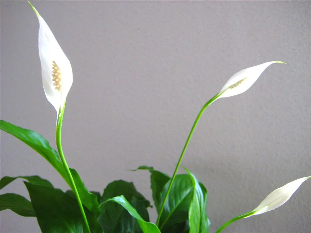 Peace Lily (Spathiphyllum wallisii) — mirroring their native habitat; these perennials are indigenous to tropical regions of the Americas and, image 98