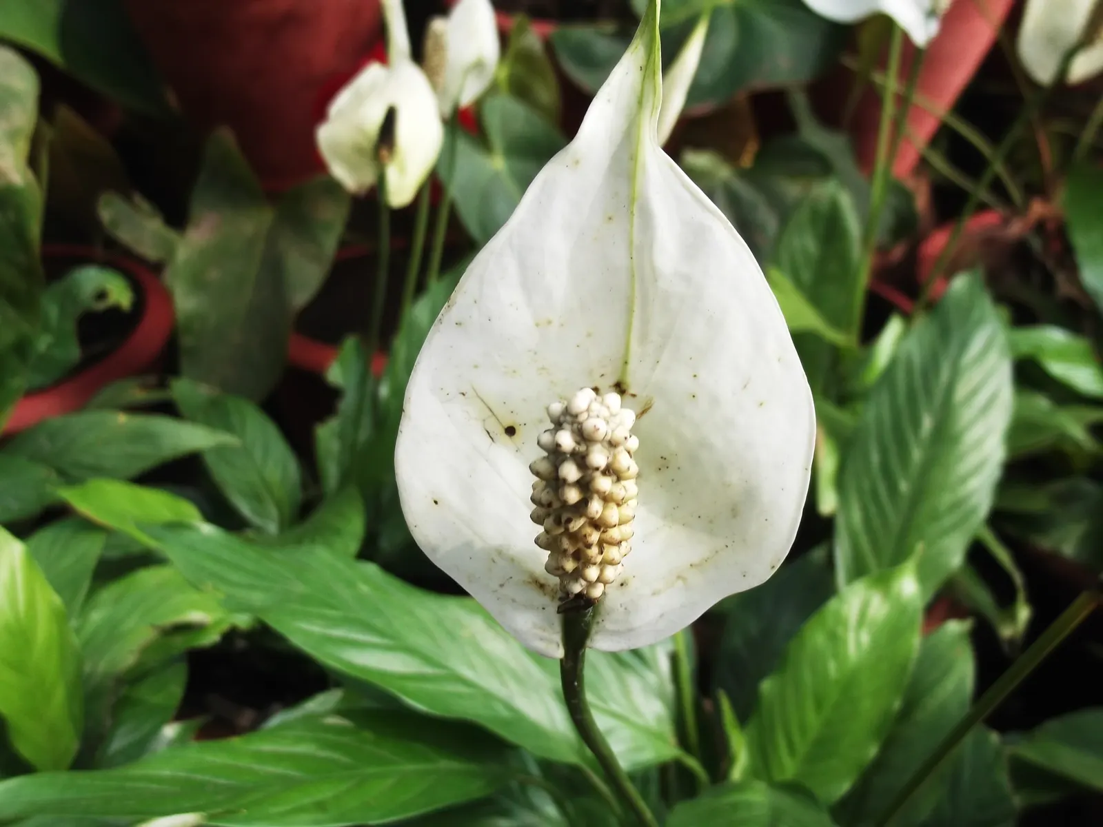 Peace Lily (Spathiphyllum wallisii) — lending consistent visual interest.<br><br>For optimal growth; peace Lilies have been recognized by NASA for, image 69