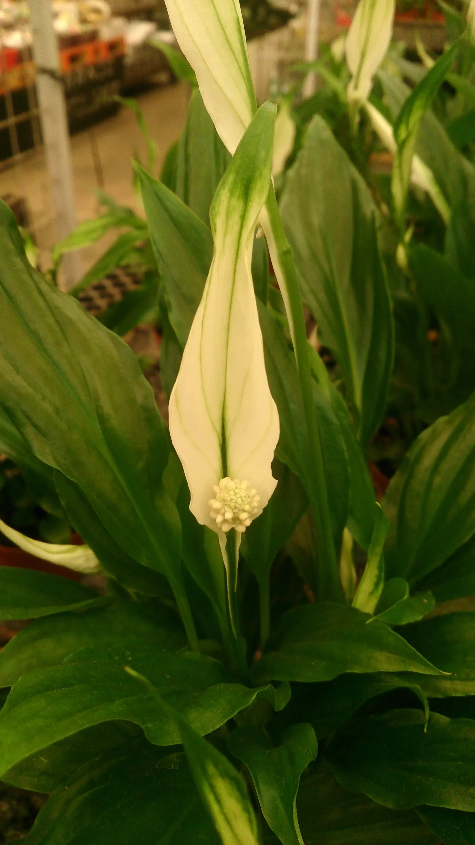 Peace Lily (Spathiphyllum wallisii) — making it a versatile option for landscape design