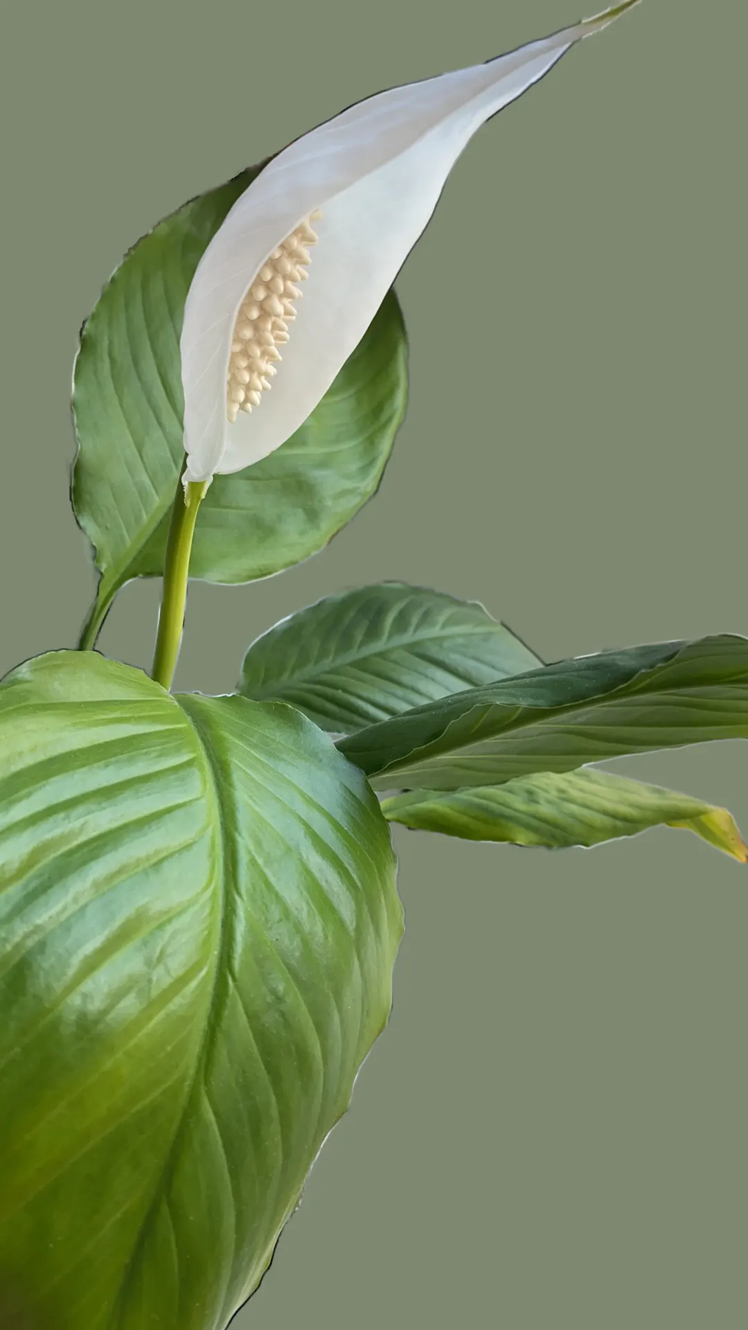 Peace Lily (Spathiphyllum wallisii) — Ideal for understory planting and indoor settings, it adds a tranquil aesthetic to any landscape or interior, image 87