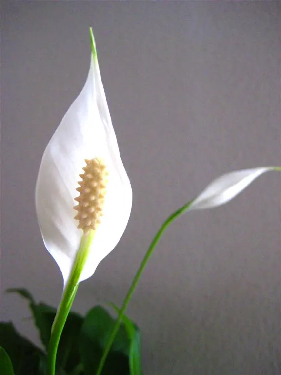 Peace Lily (Spathiphyllum wallisii) — and its striking white spathes that envelop subtle spadix flowers; white flowers in the garden, image 112