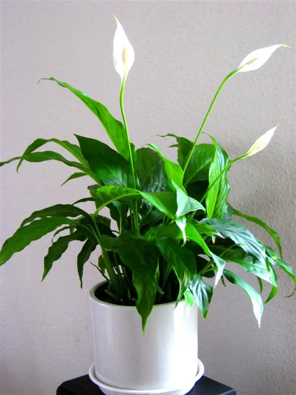 Peace Lily (Spathiphyllum wallisii) — lending consistent visual interest.<br><br>For optimal growth; peace Lilies have been recognized by NASA for, image 96