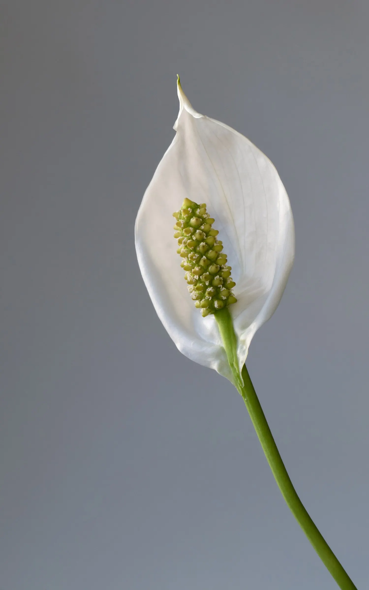 Peace Lily (Spathiphyllum wallisii) — Peace Lilies require a humid environment; the Peace Lily (Spathiphyllum), image 70