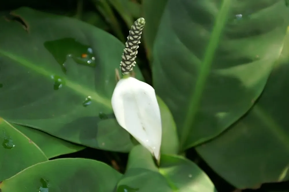 Peace Lily (Spathiphyllum wallisii) — The Peace Lily (Spathiphyllum)