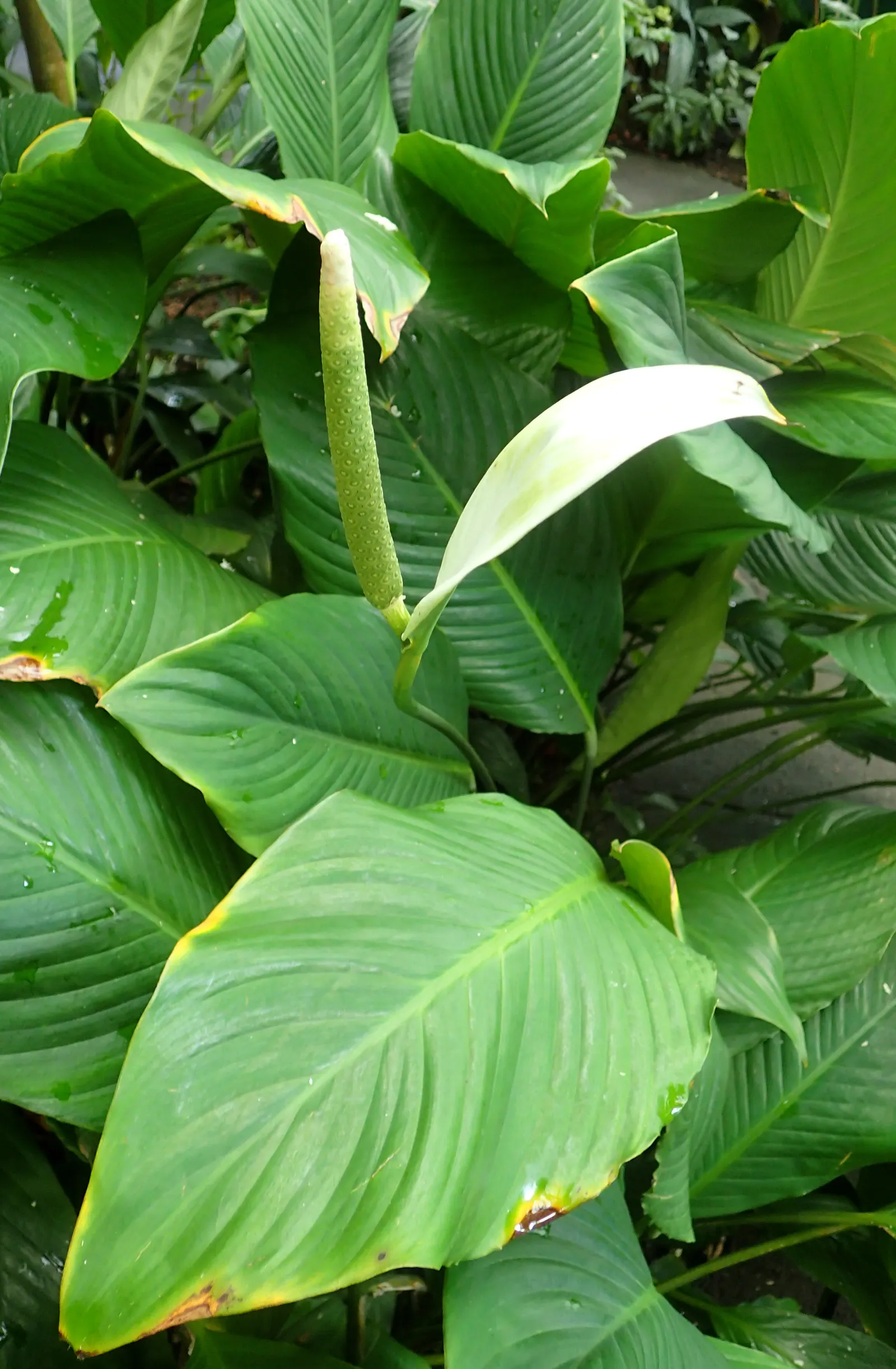 Peace Lily (Spathiphyllum wallisii) — Ideal for understory planting and indoor settings, it adds a tranquil aesthetic to any landscape or interior, image 60