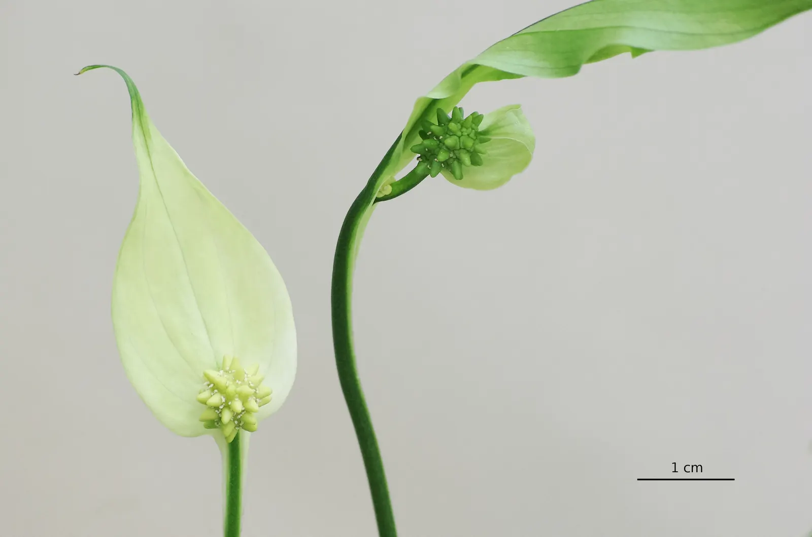 Peace Lily (Spathiphyllum wallisii) — the Peace Lily is a low-maintenance yet sophisticated addition to any landscape or indoor setting