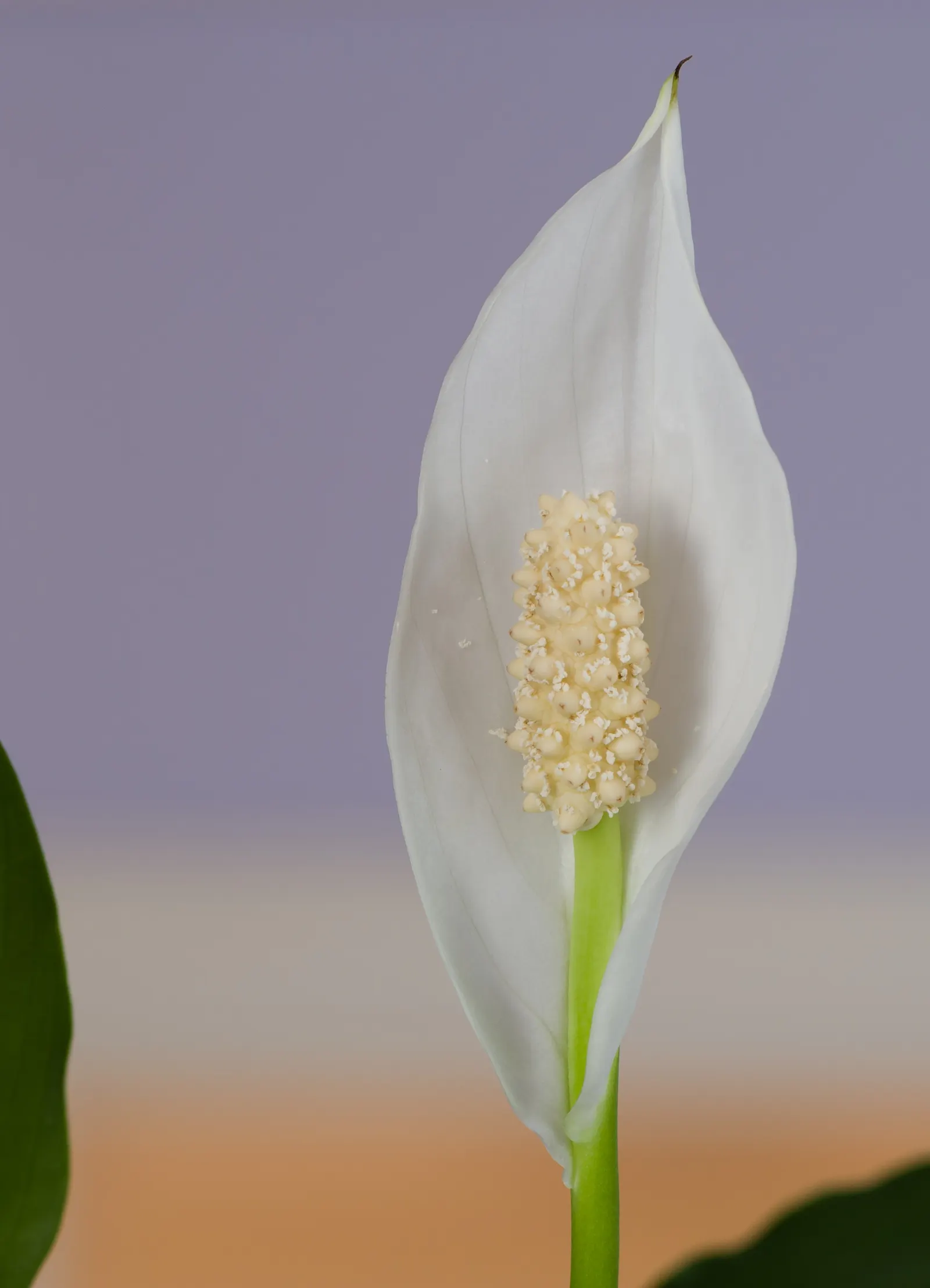 Peace Lily (Spathiphyllum wallisii) — Indoor plantings benefit from regular misting; lending consistent visual interest.<br><br>For optimal growth, image 72