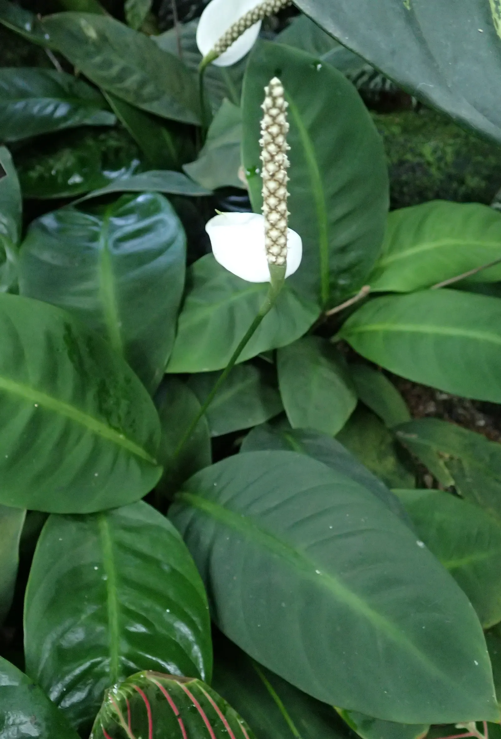 Peace Lily (Spathiphyllum wallisii) — The Peace Lily (Spathiphyllum); and its striking white spathes that envelop subtle spadix flowers, image 82