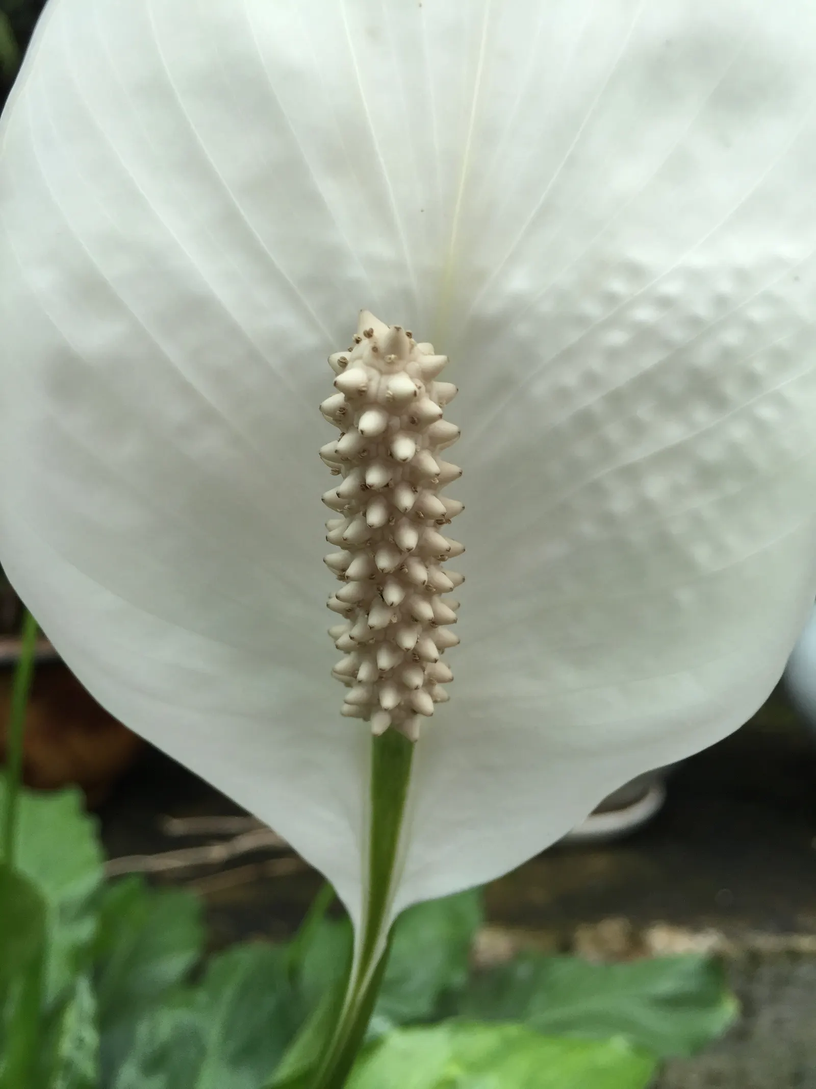 Peace Lily (Spathiphyllum wallisii) — These perennials are indigenous to tropical regions of the Americas and Southeast Asia; perennial with white, image 116
