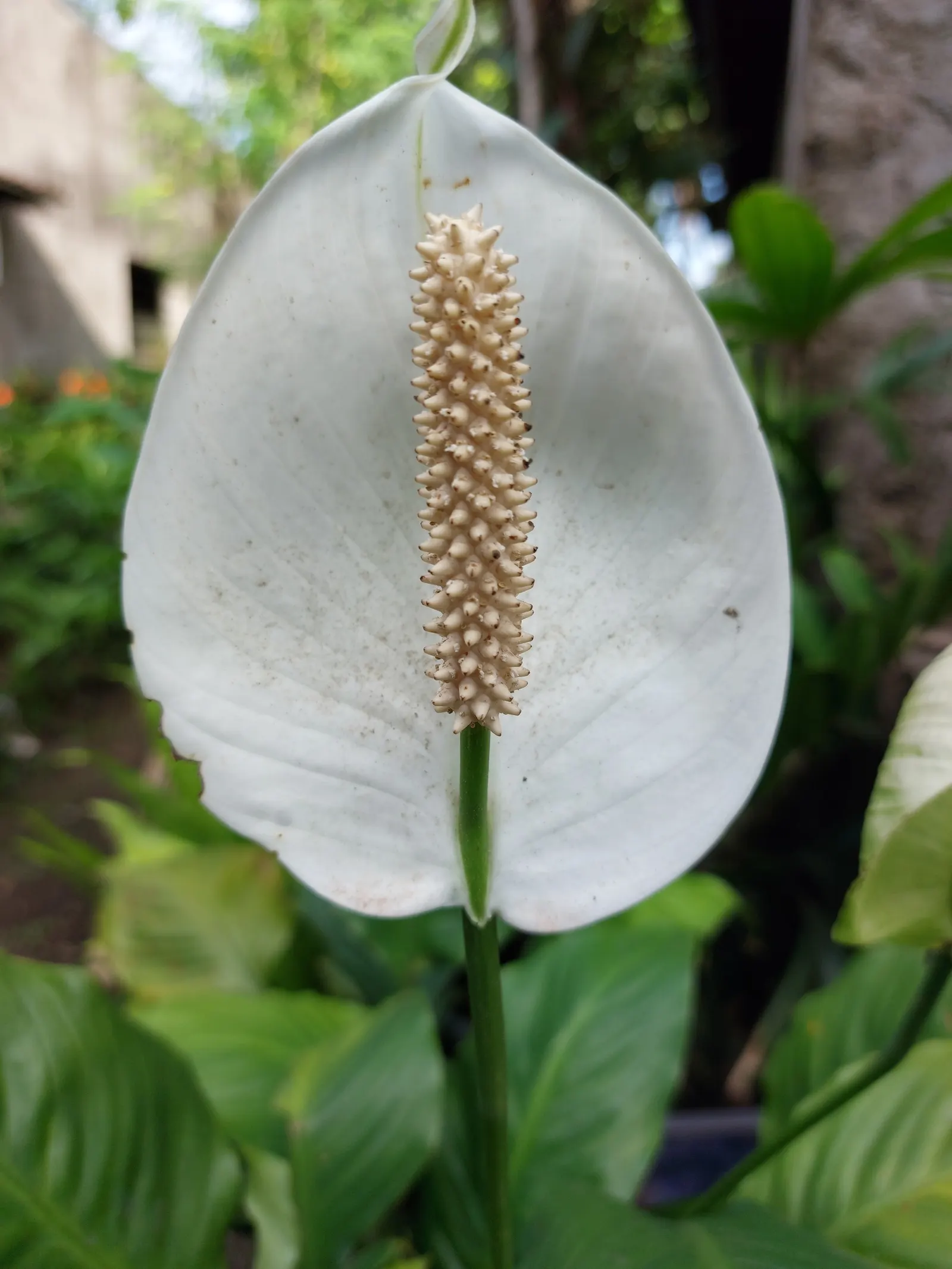 Peace Lily (Spathiphyllum wallisii) — perennial with white blooms