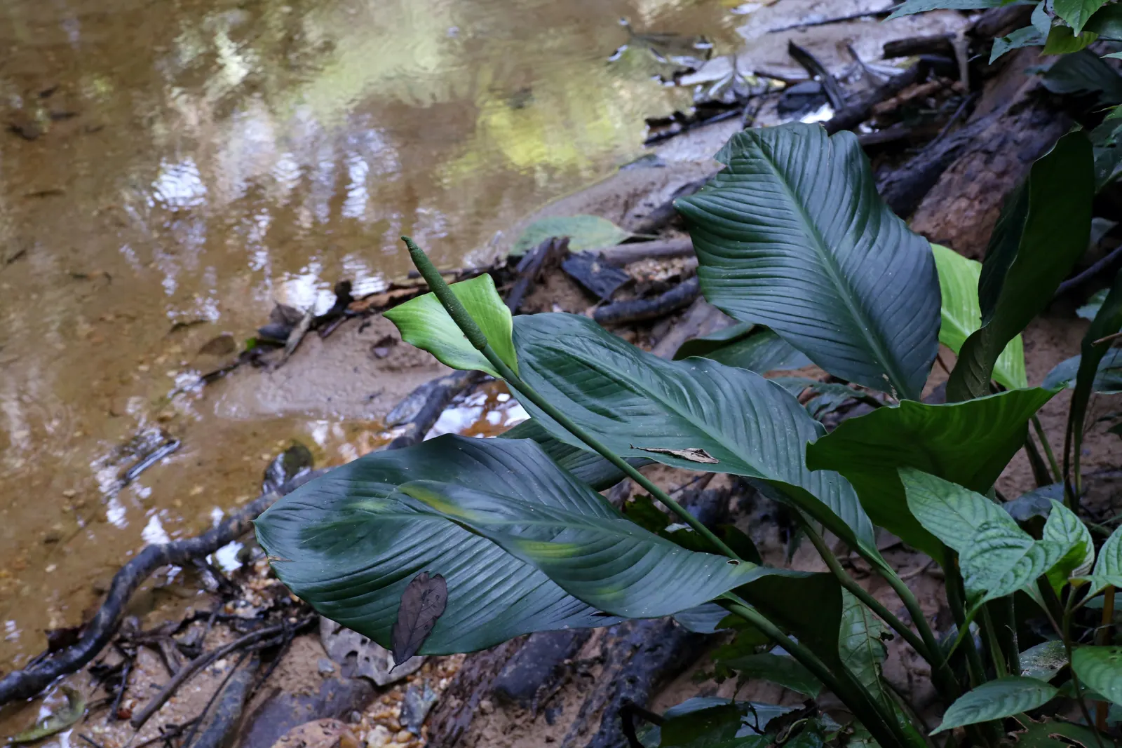 Peace Lily (Spathiphyllum wallisii) — Peace Lilies favor partial to full shade conditions, as excessive sunlight can scorch their leaves; with flowering