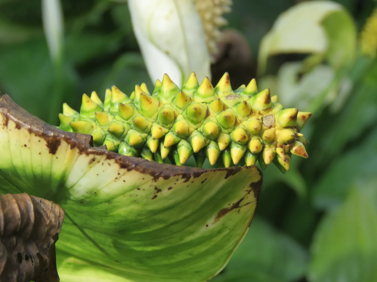 Peace Lily (Spathiphyllum wallisii) — Typically reaching 1-4 feet in height, this plant purifies indoor air and requires minimal maintenance, image 86