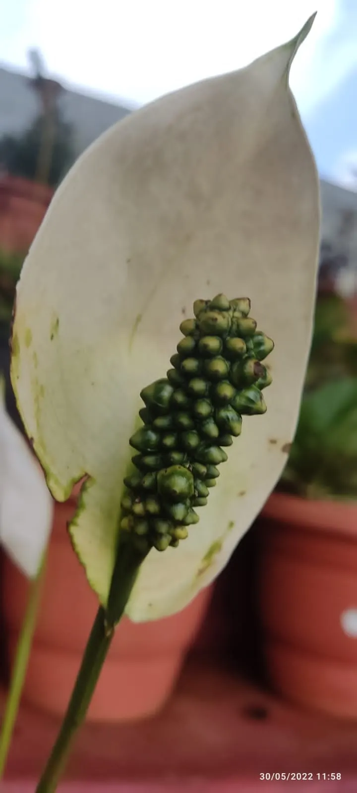 Peace Lily (Spathiphyllum wallisii) — an elegant evergreen perennial; well-draining soil with a pH slightly acidic to neutral.<br><br>As an, image 56