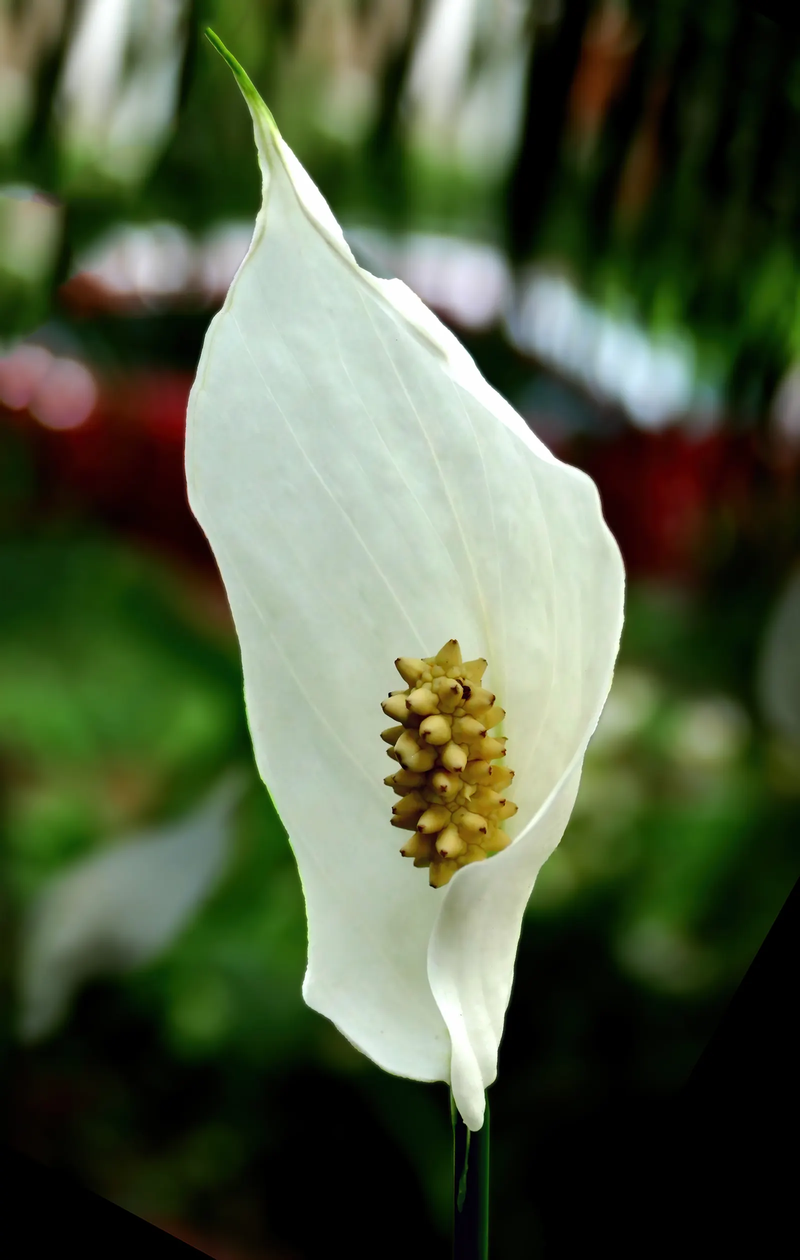 Peace Lily (Spathiphyllum wallisii) — white flowers in the garden; peace Lilies favor partial to full shade conditions, as excessive sunlight can scorch their
