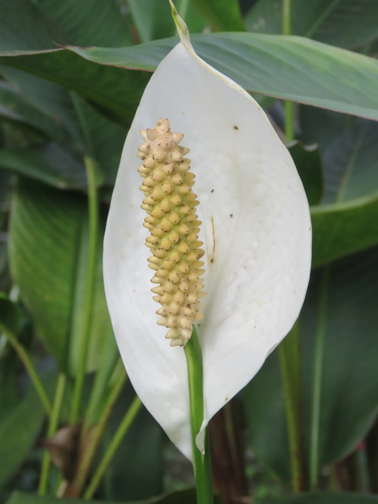 Peace Lily (Spathiphyllum wallisii) — Ideal for understory planting and indoor settings, it adds a tranquil aesthetic to any landscape or interior