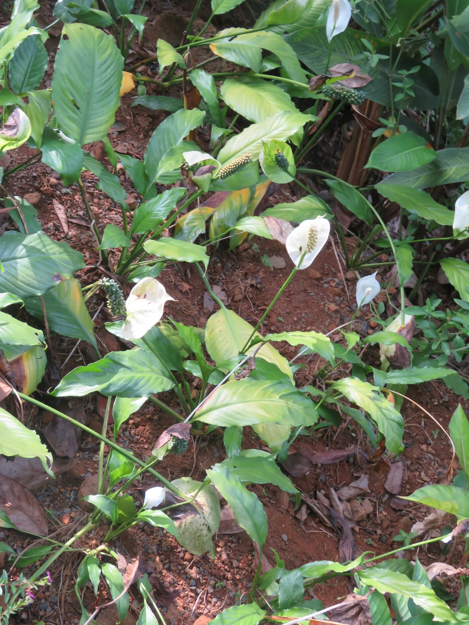 Peace Lily (Spathiphyllum wallisii) — Peace Lilies favor partial to full shade conditions, as excessive sunlight can scorch their leaves