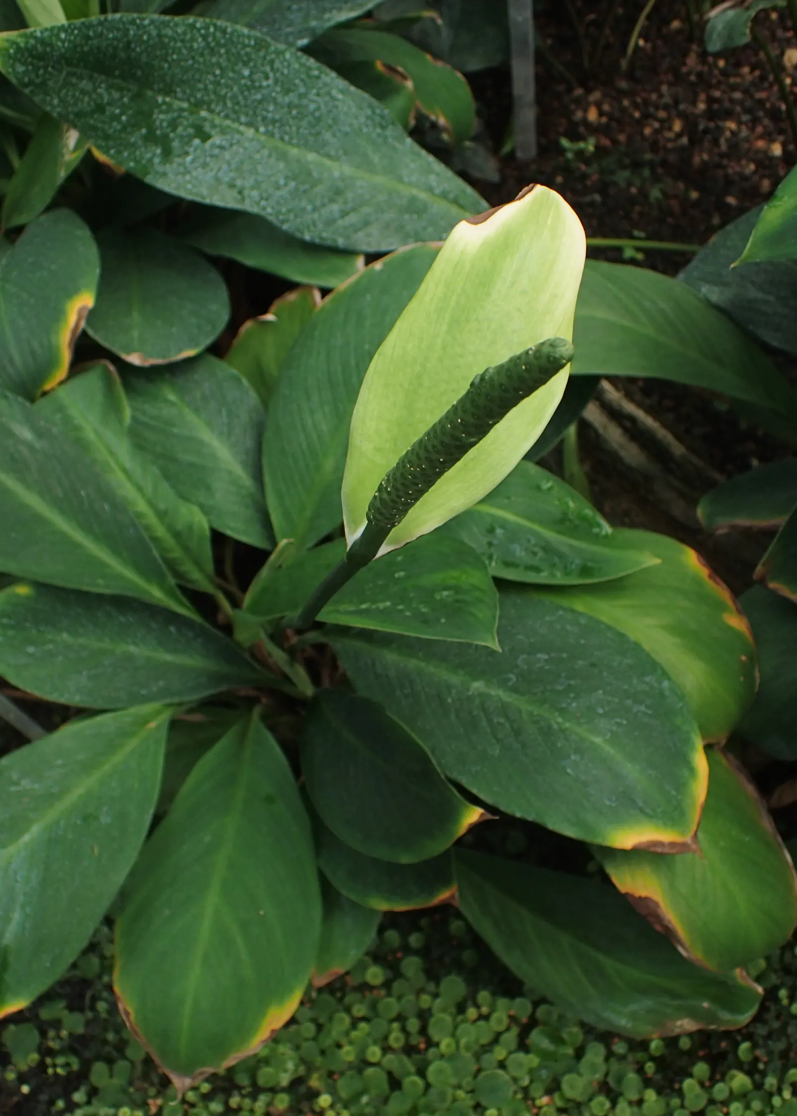Peace Lily (Spathiphyllum wallisii) — use lukewarm water and maintain a schedule that keeps the soil moist but not soggy; capable of filtering out, image 100