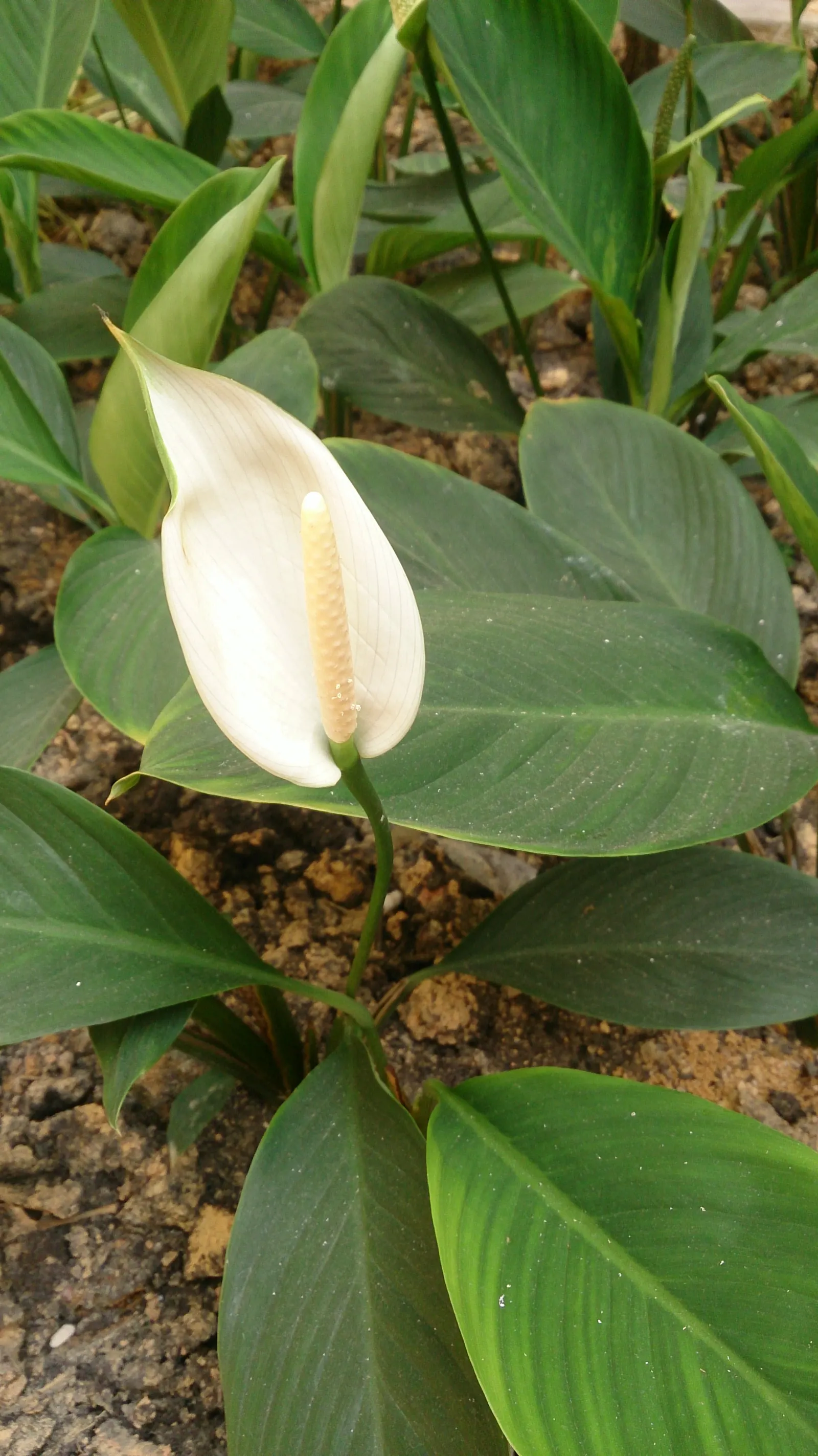 Peace Lily (Spathiphyllum wallisii) — Ideal for understory planting and indoor settings, it adds a tranquil aesthetic to any landscape or interior, image 114