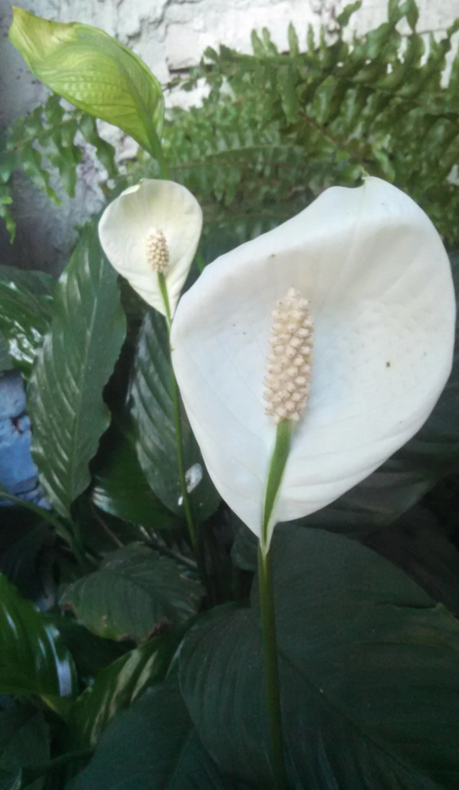 Peace Lily (Spathiphyllum wallisii) — lending consistent visual interest.<br><br>For optimal growth