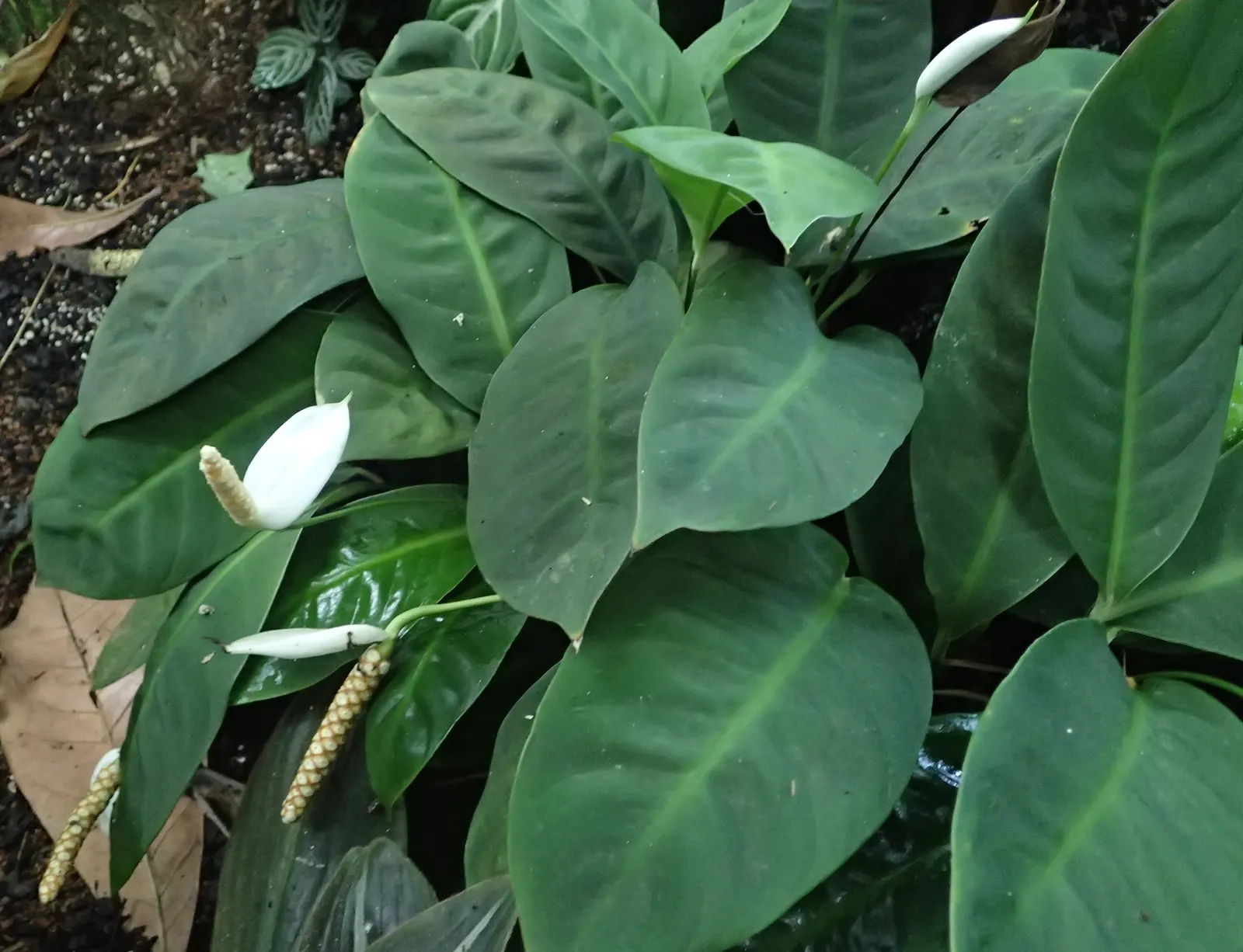 Peace Lily (Spathiphyllum wallisii) — the Peace Lily remains vibrant throughout the year; perennial for deep shade or shade, image 120