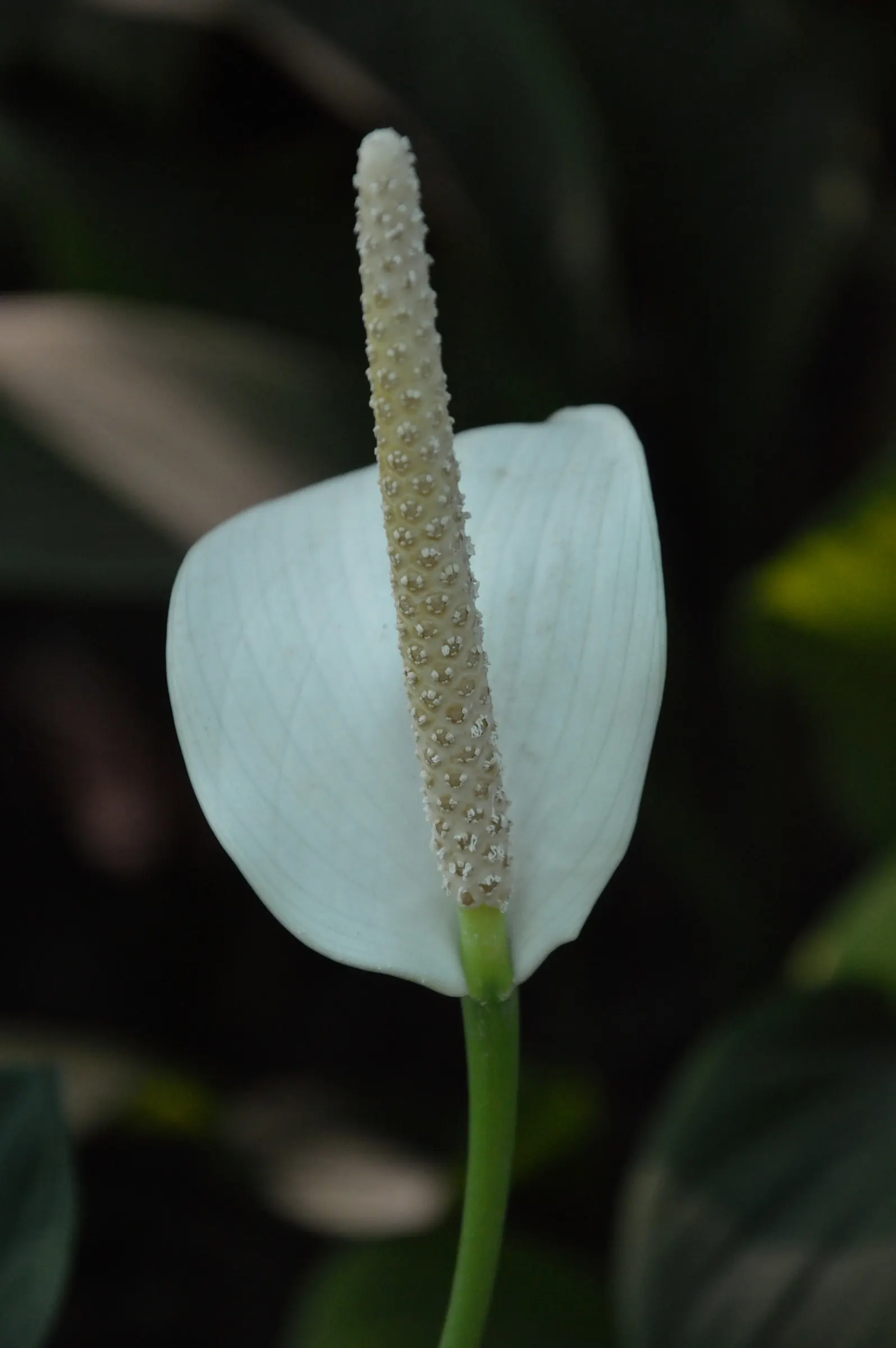 Peace Lily (Spathiphyllum wallisii) — is a timeless and elegant choice that adds a touch of tranquility to any garden or indoor space; use lukewarm, image 115
