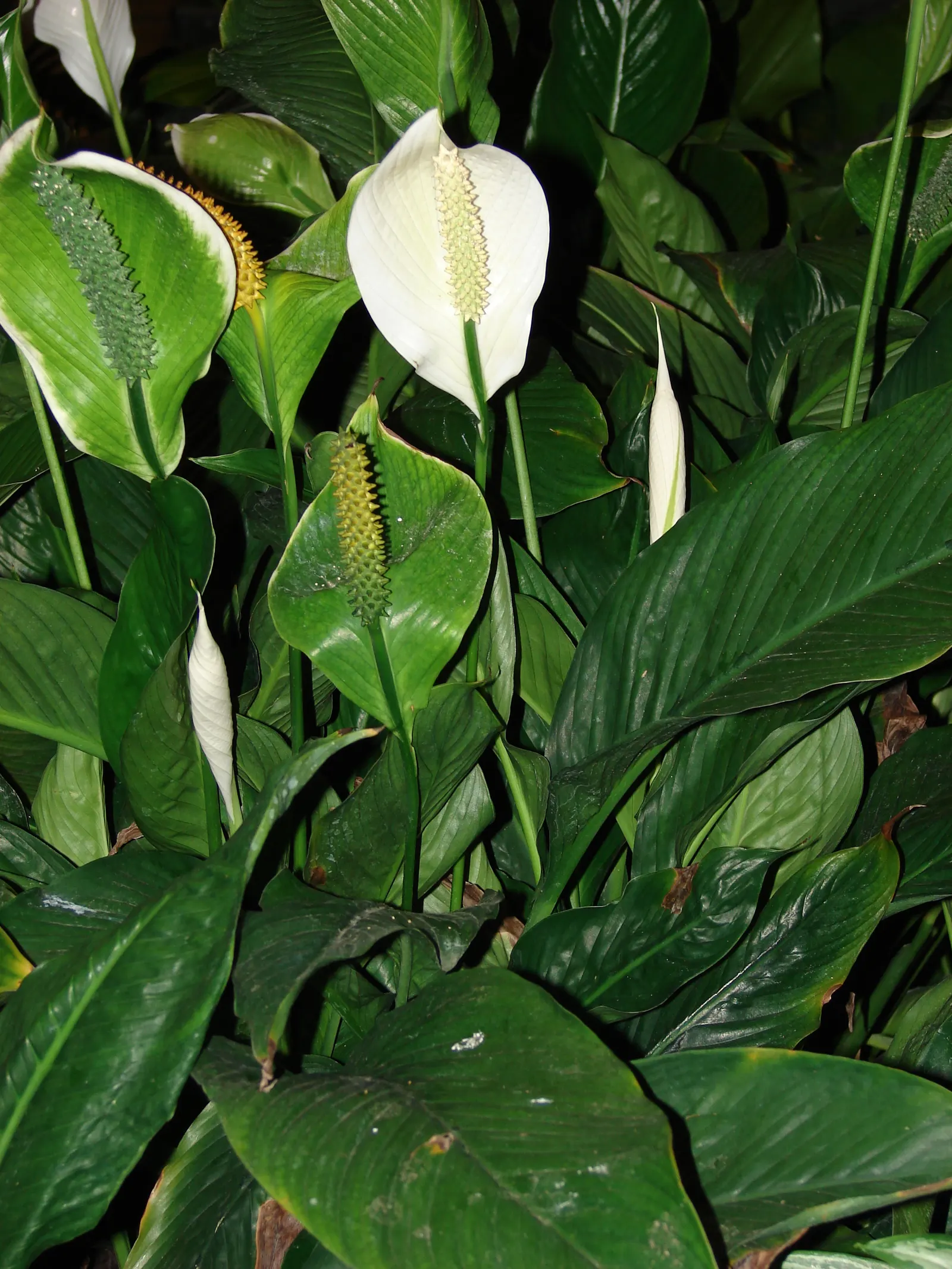Peace Lily (Spathiphyllum wallisii) — The captivating white blooms can last for weeks, image 95