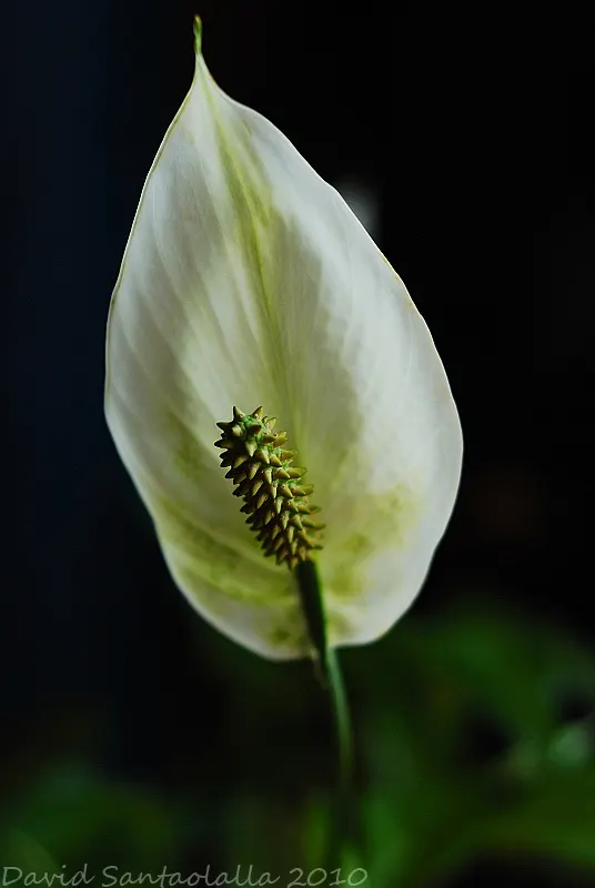 Peace Lily (Spathiphyllum wallisii) — Peace Lilies have been recognized by NASA for their air-purifying qualities; making it a versatile option for, image 75